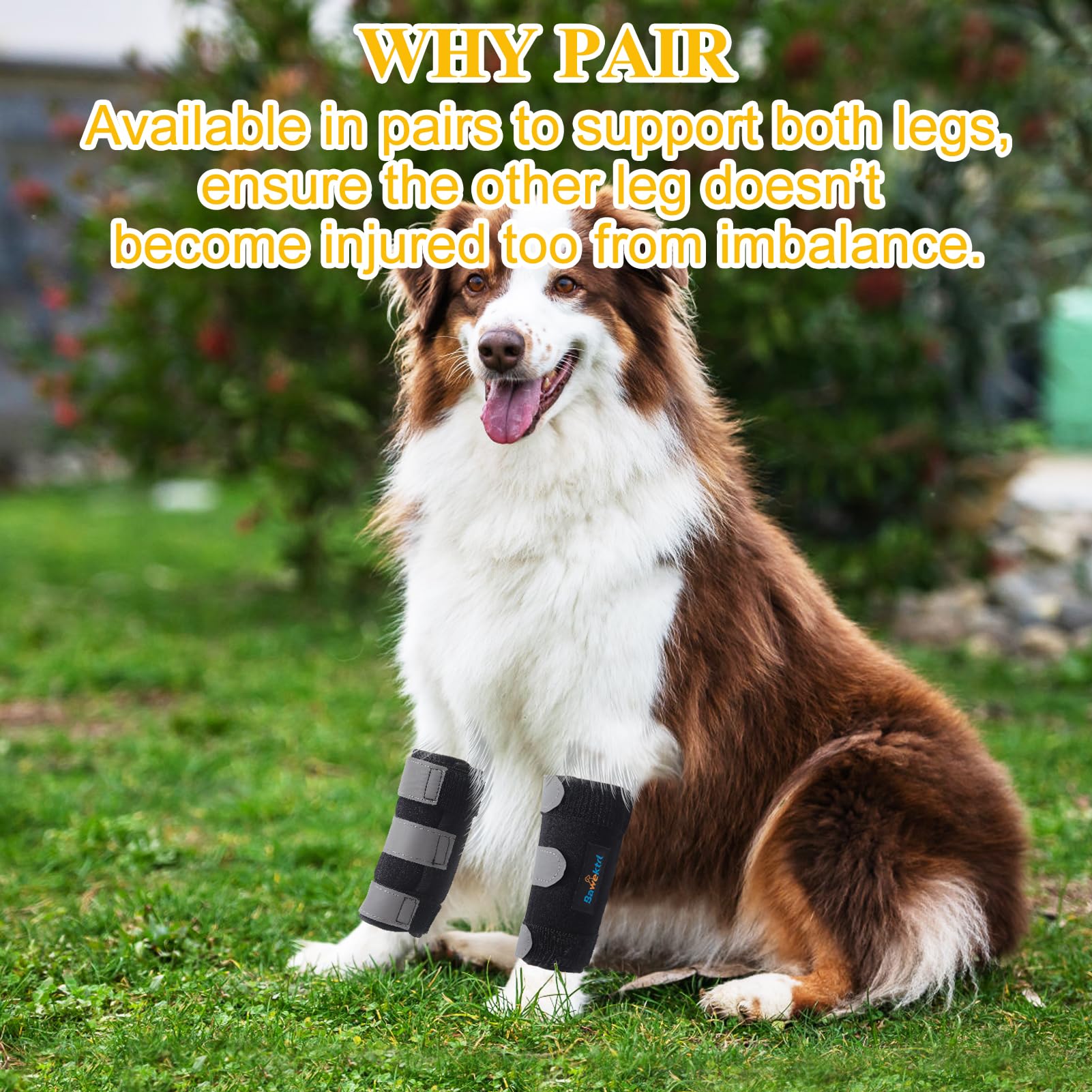 Bawektrl brace aids recovery by stabilizing the front leg after injury.