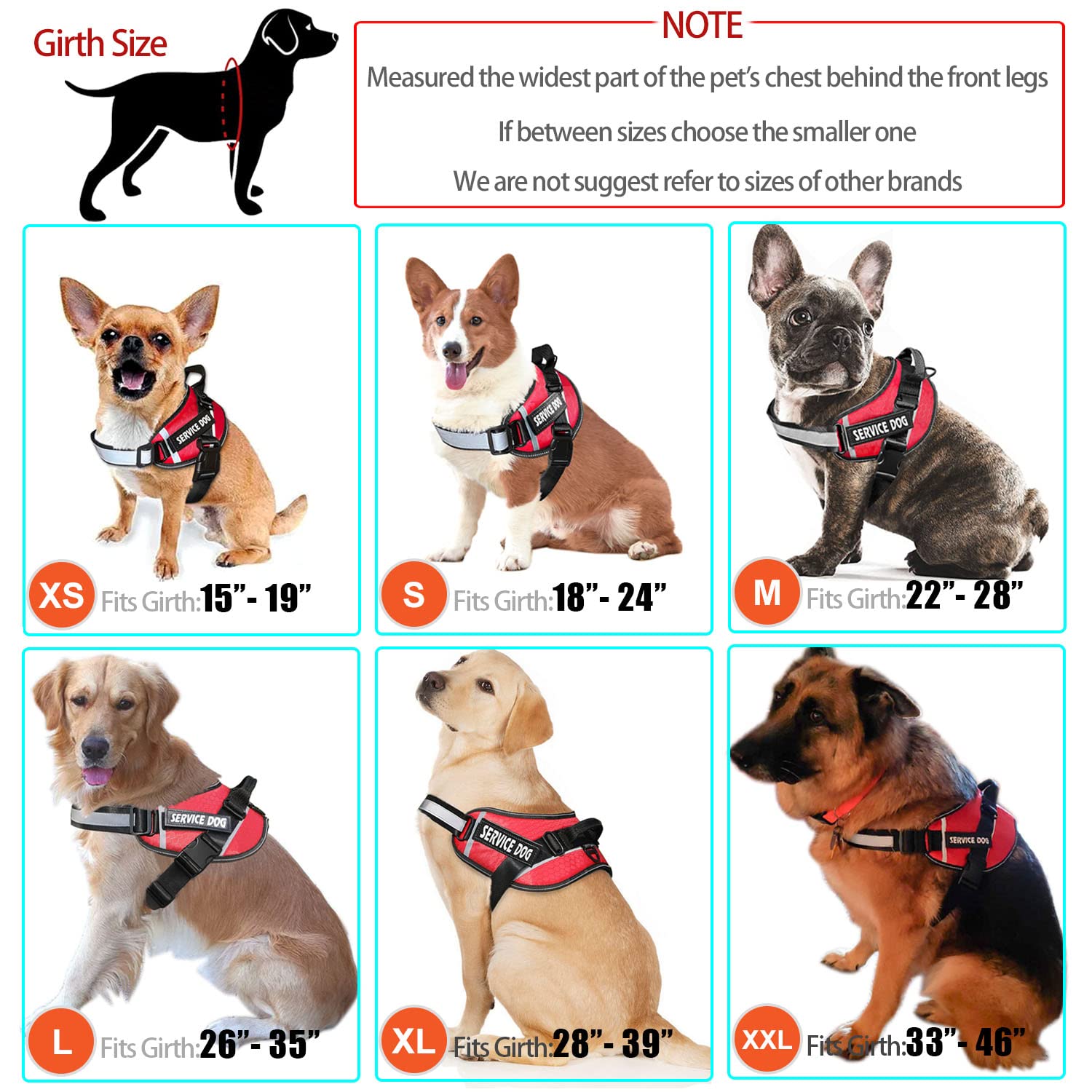 Bcadem leash with padded handle, comfortable grip for long walks.