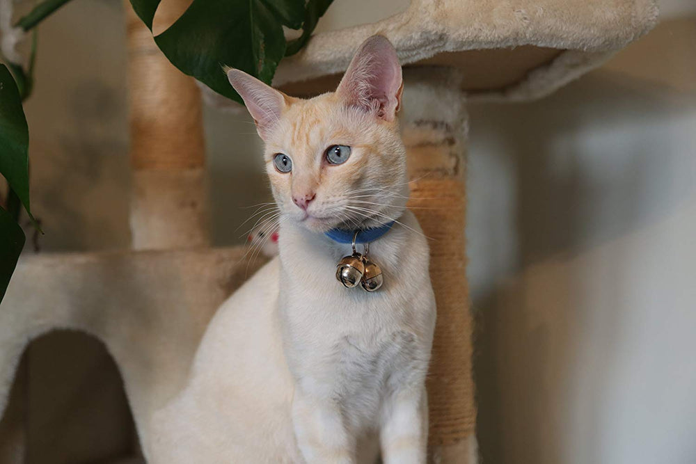 Beau's Bells on collar demonstrates quick location via audible signal.