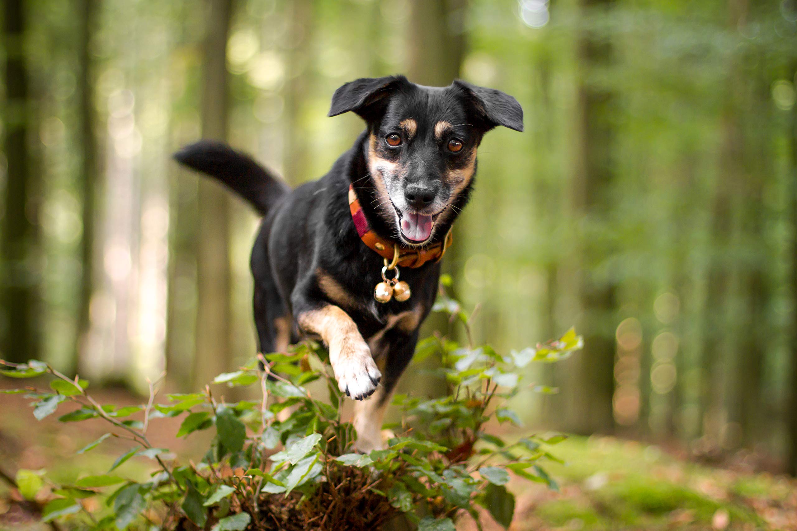 Beau's Bells weighs 10g, lightweight for pets.