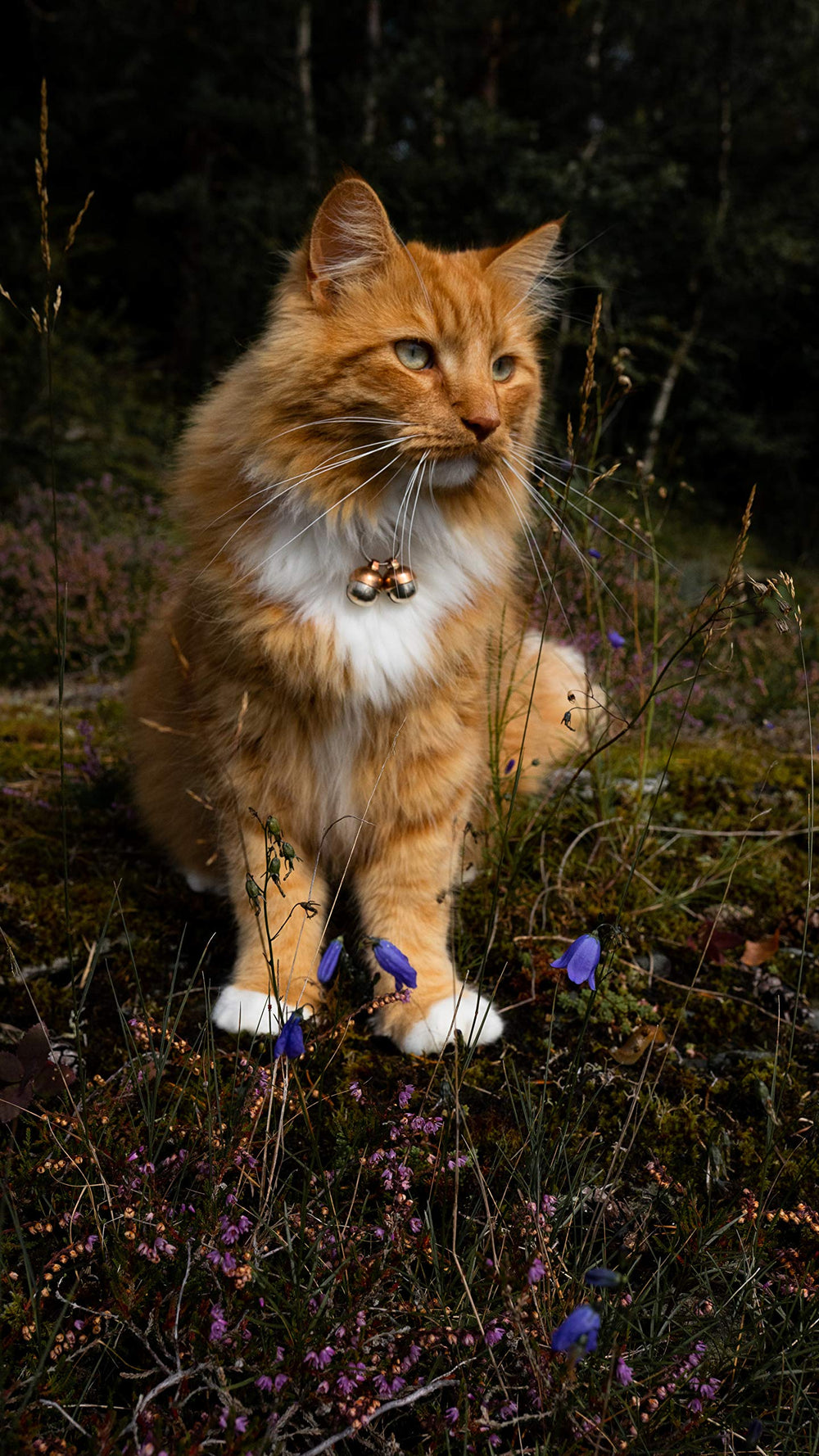Beau's Bells 50 yard audible: sound travels far to help locate your pet