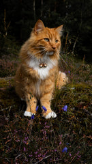Beau's Bells 50 yard audible: sound travels far to help locate your pet