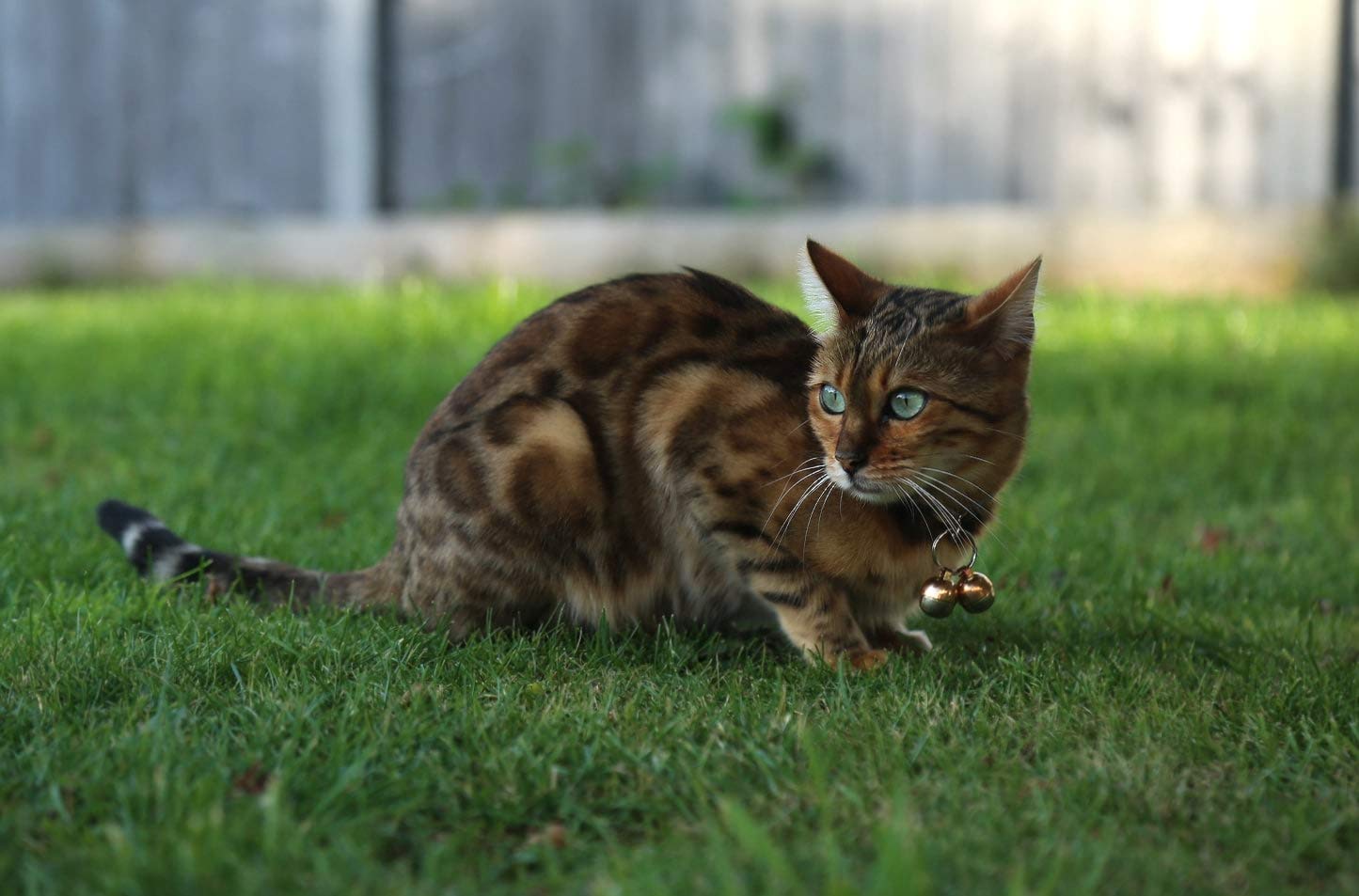 Beau's Bells small breed bell: ideal for tiny cats and dogs on a collar