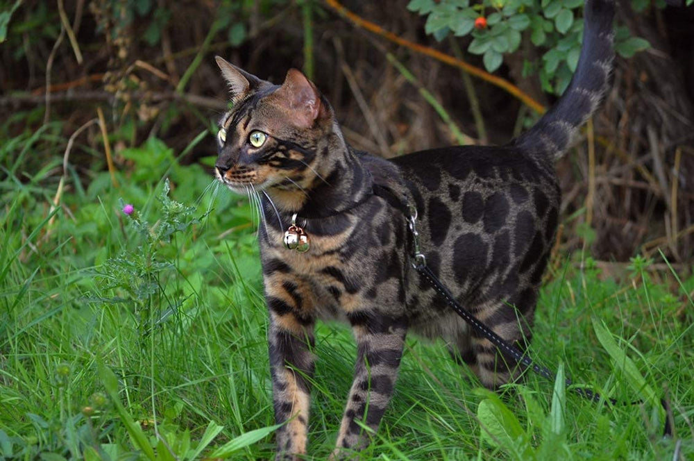 Be Beau's Bells wildlife safety: supports wildlife-friendly outdoor time while tracking your pet