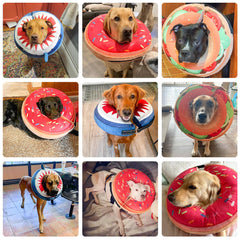 BEAUTYZOO inflatable cone around neck prevents bites and licking during recovery