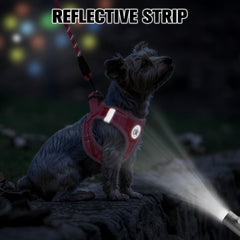 Beautyzoo padded-handle leash designed for comfortable grip during strolls.