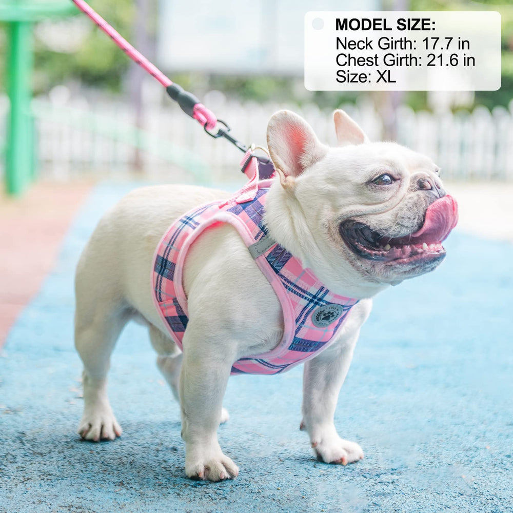 BEAUTYZOO pink leash-set ready for everyday adventures with small dogs.