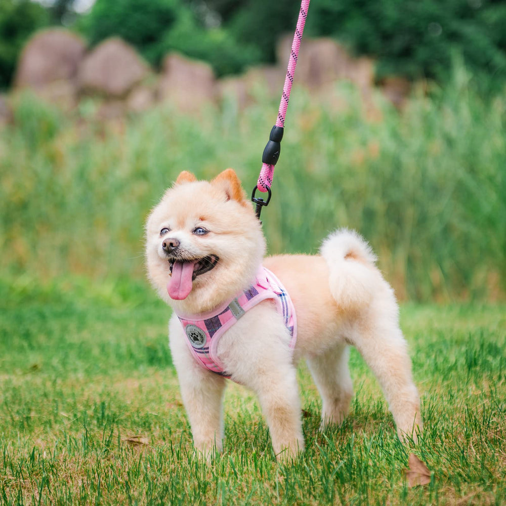 BEAUTYZOO small-pet harness XS-S suitable for cats and dogs on hikes