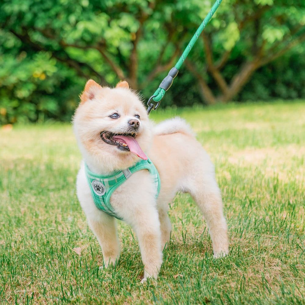 BEAUTYZOO step-in harness with quick-clip setup for busy mornings.