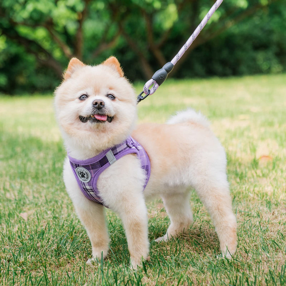 BEAUTYZOO XS-sized harness measure guide helps correct sizing before purchase