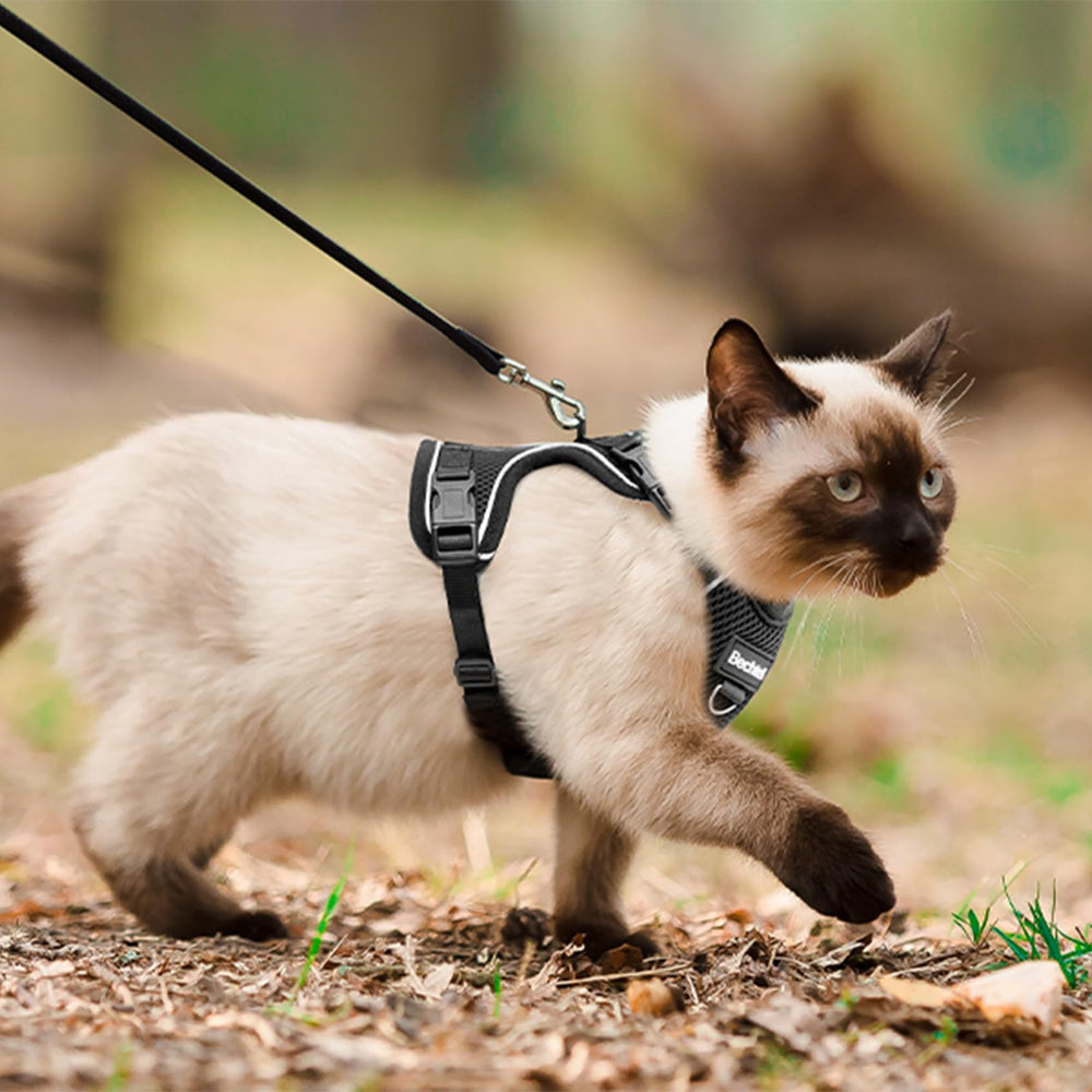BECHTEL cat harness features reflective strips for visibility in low light