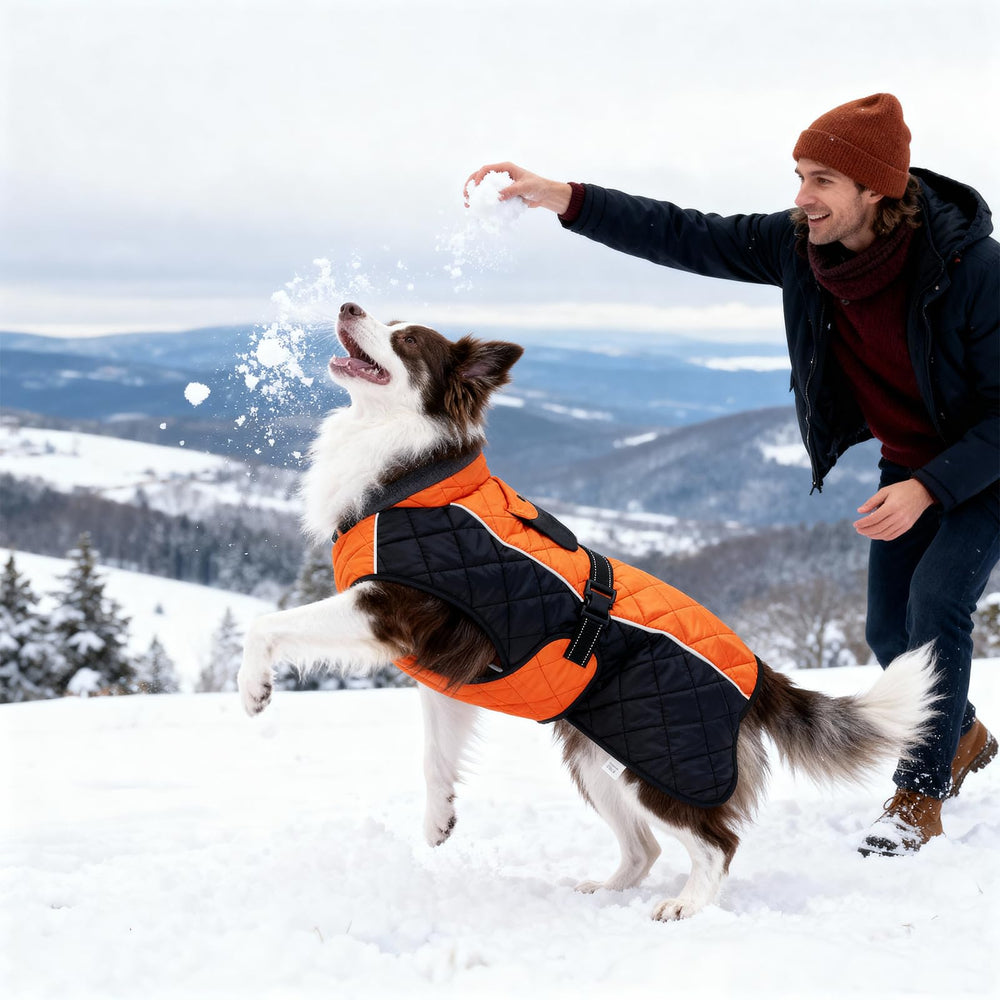 BECROWM dog coat easy-on-off design saves time during quick outings