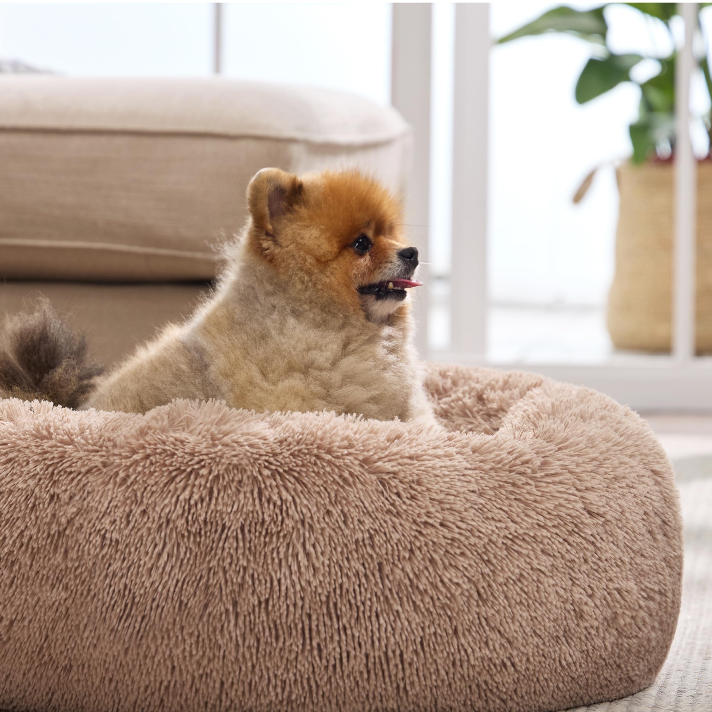 Bedsure calming cat bed OEKO-TEX certified fabrics, safe lounging for pets.
