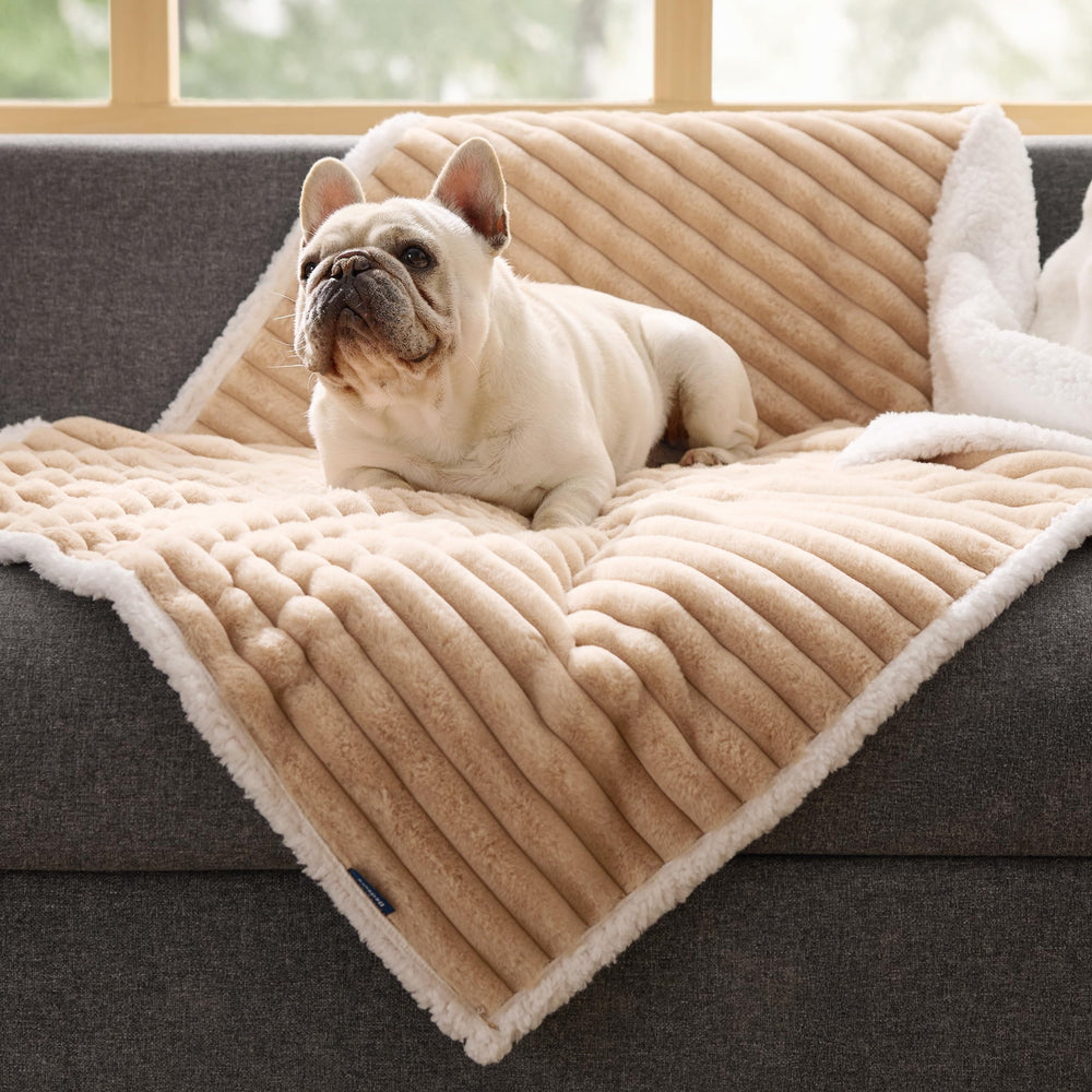 Bedsure cozy-warmth lounging scene with a pet on the blanket for comfort.