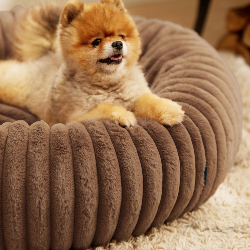 Bedsure donut small dog bed lifestyle living room shows cozy retreat.