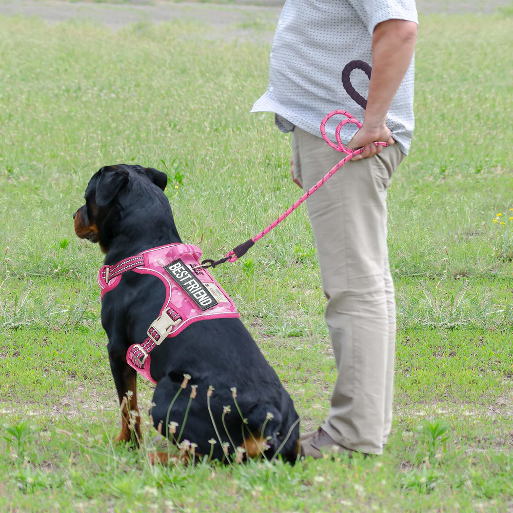 Beebiepet four-point adjustment with neck and chest buckles ensures easy, secure wear.