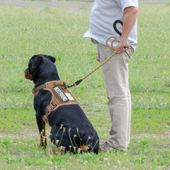 Beebiepet molle system side view — attach pouches for essentials during hikes.