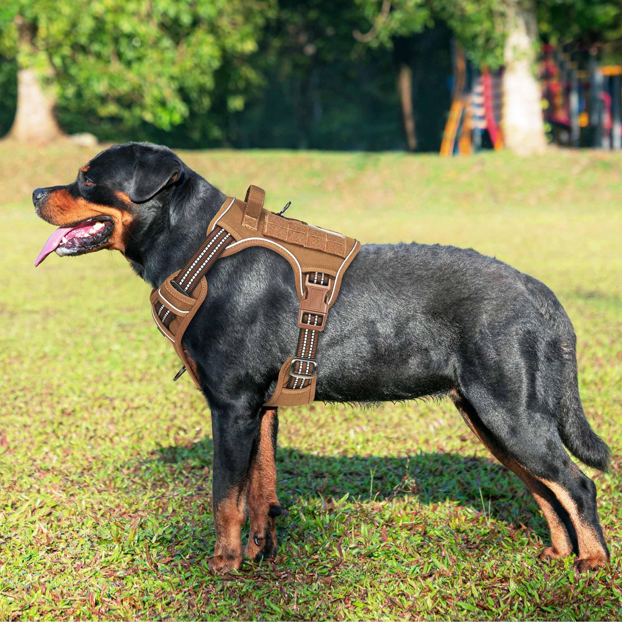Beebiepet no-pull harness closeup — reinforced stitching and durable materials for reliable control.