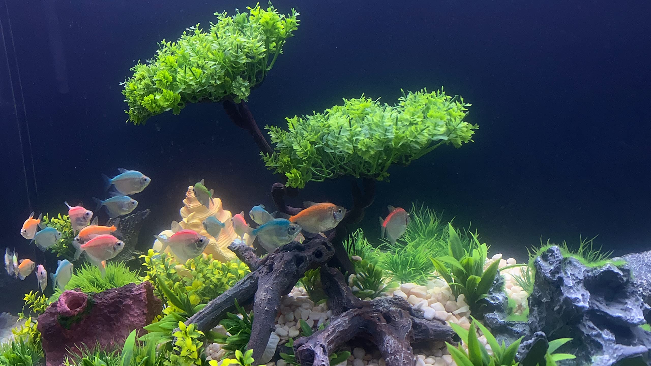 BEGONDIS aquarium-decor-forest-look provides a natural vibe and functional hiding spaces.