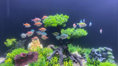 BEGONDIS soft plastic decor offers durable, safe aquarium decoration for both freshwater and saltwater.