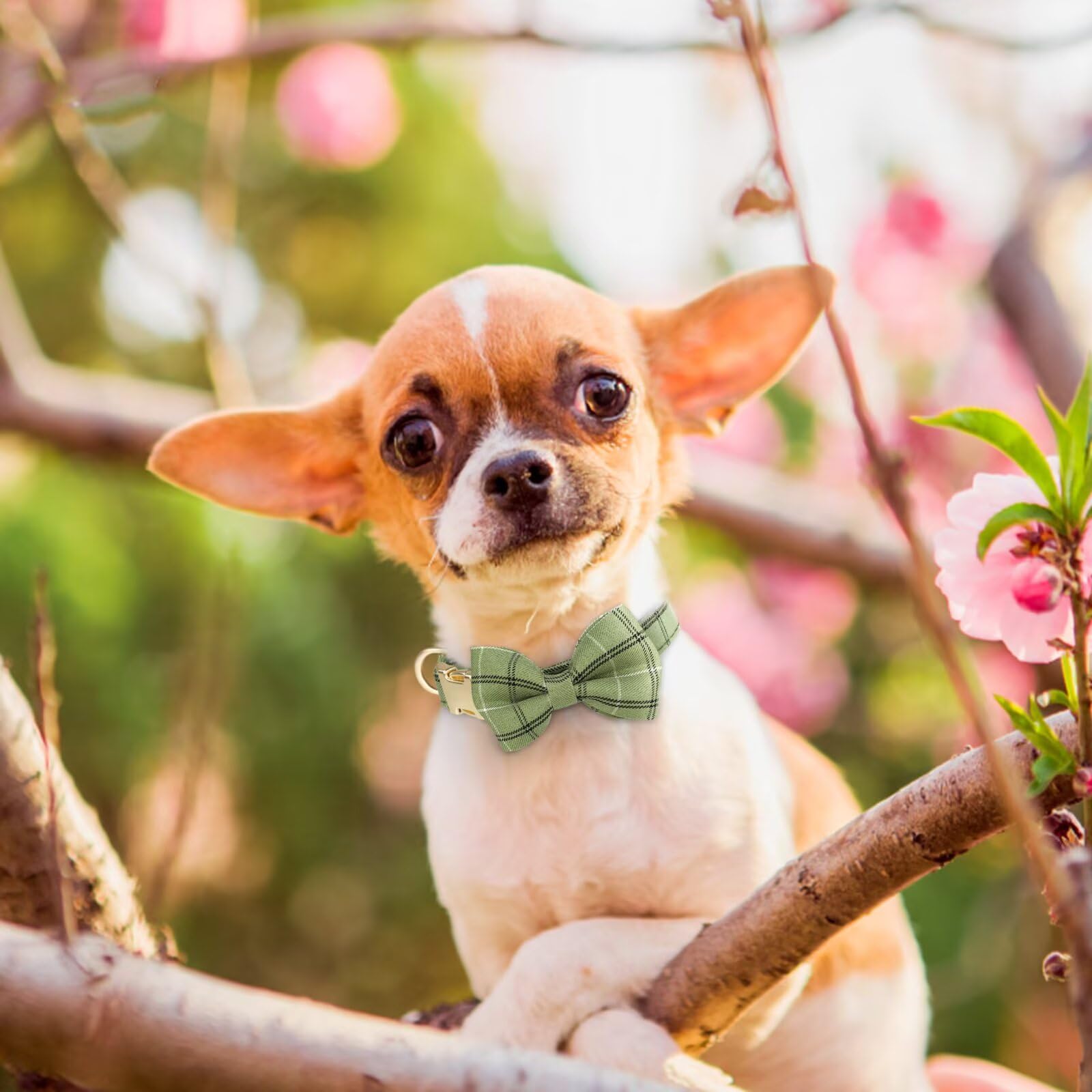 Beirui plaid harness for parties and photoshoots, adorable look for small pets