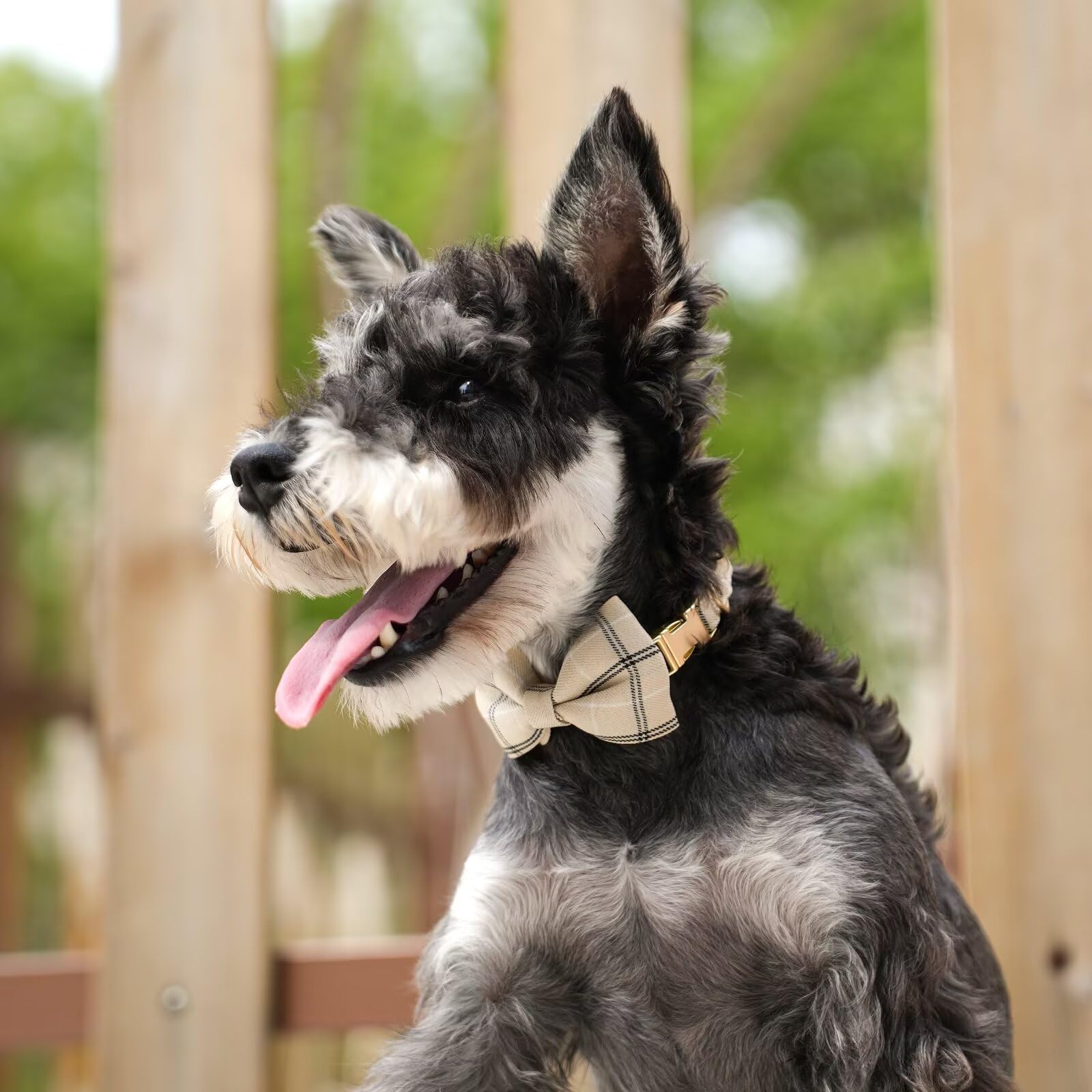 Beirui puppy collar with removable bowtie for outfits