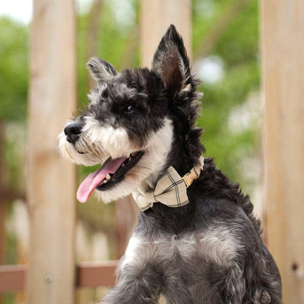 Beirui puppy collar with removable bowtie for outfits