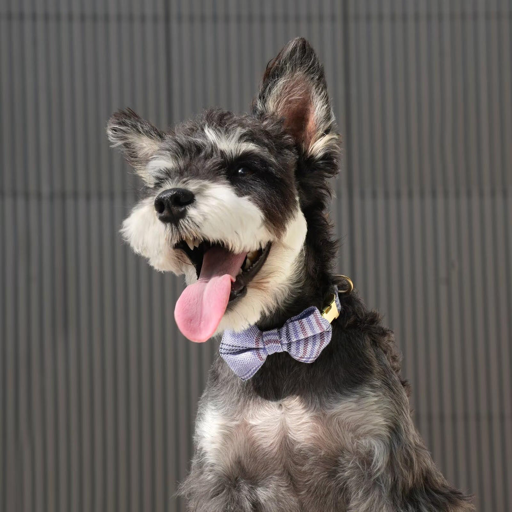 Beirui puppy harness blue adjustment buckles, durable fit for easy sizing.