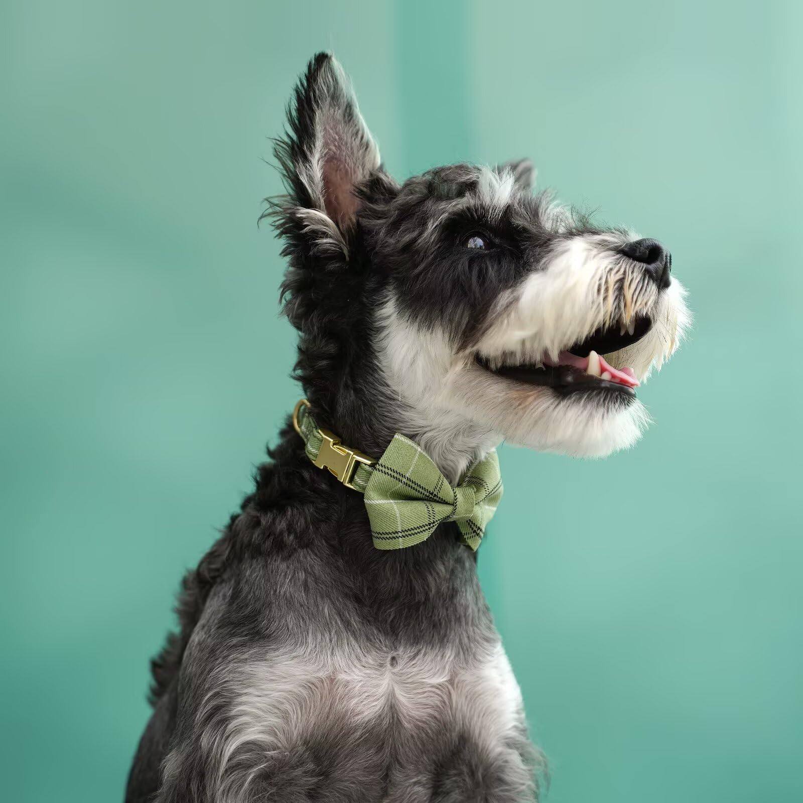 Beirui puppy-friendly harness ideal for photoshoots and walks