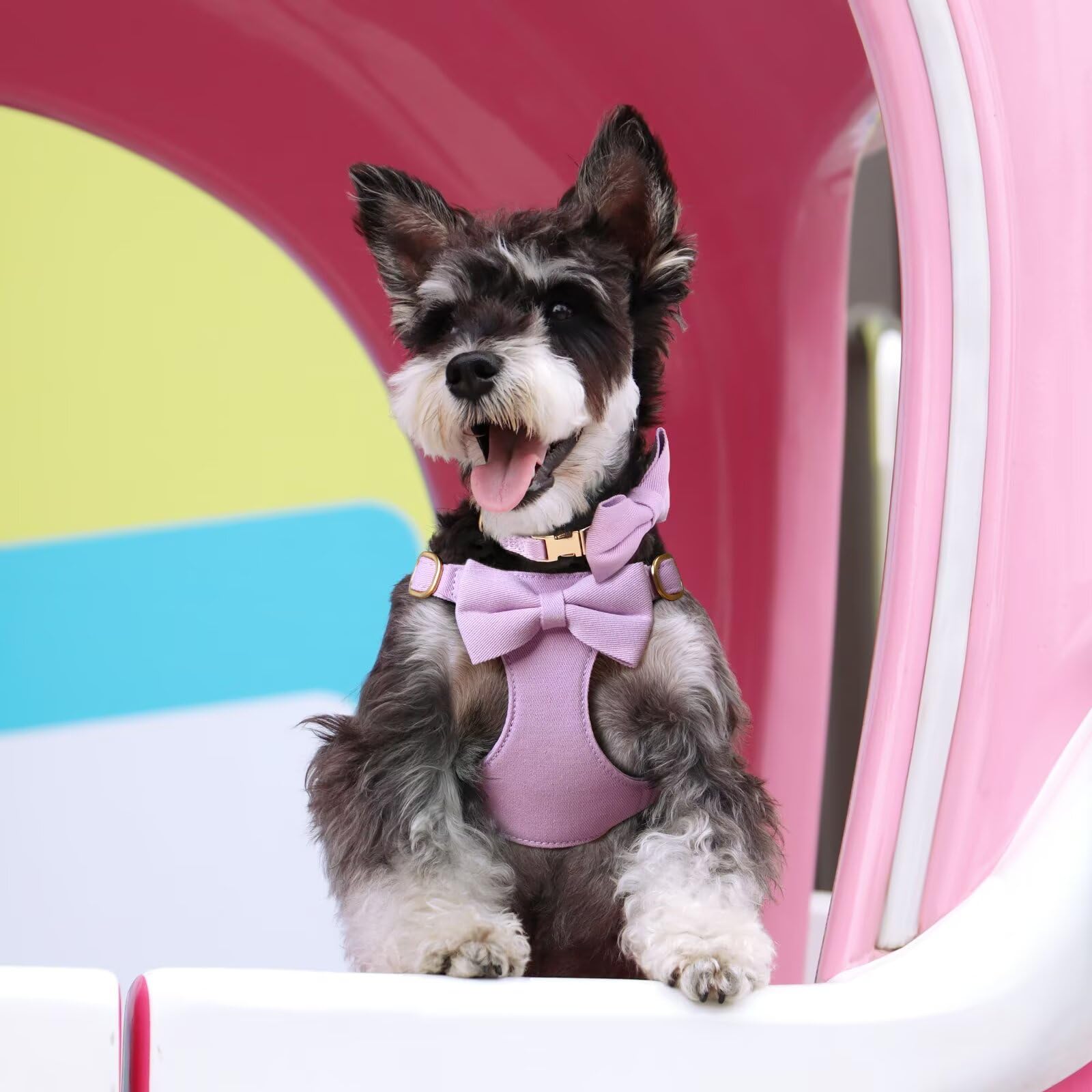 Beirui step-in harness design for easy on-and-off on small dogs.