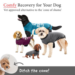 BellyGuard dog surgery recovery suit back-closure promotes secure fit and quick changes
