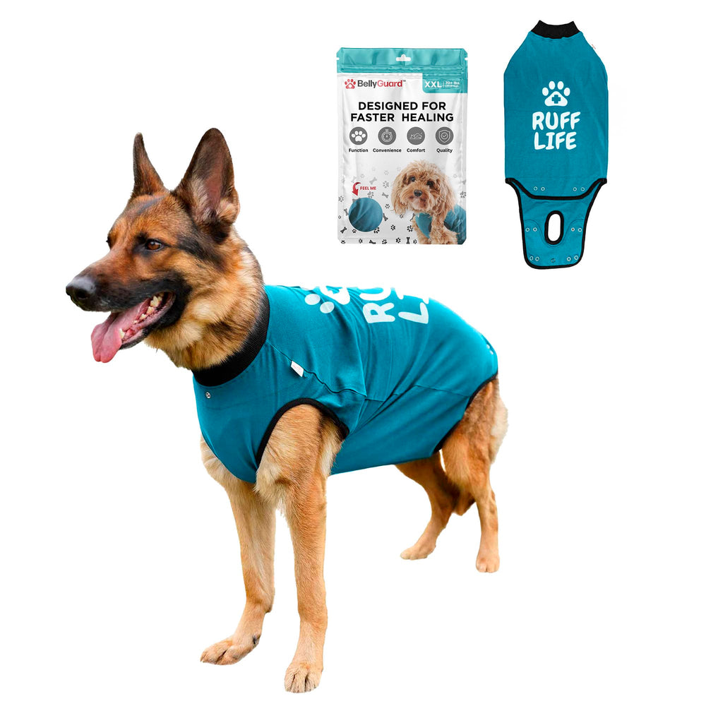 BellyGuard dog surgery recovery suit front view promotes comfortable post-op wear