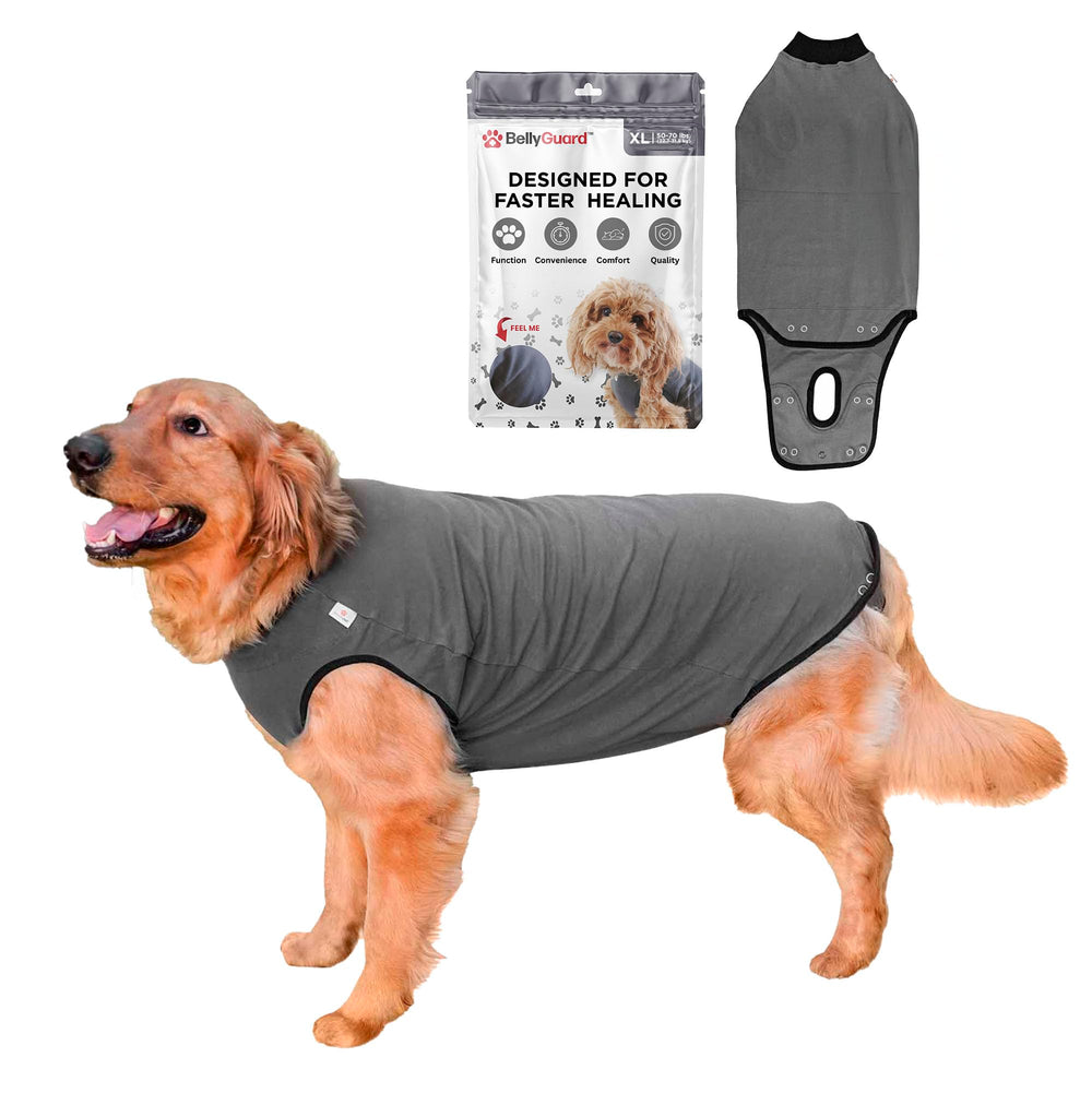 BellyGuard dog surgery recovery suit shown on a dog, full coverage to prevent licking and support healing.