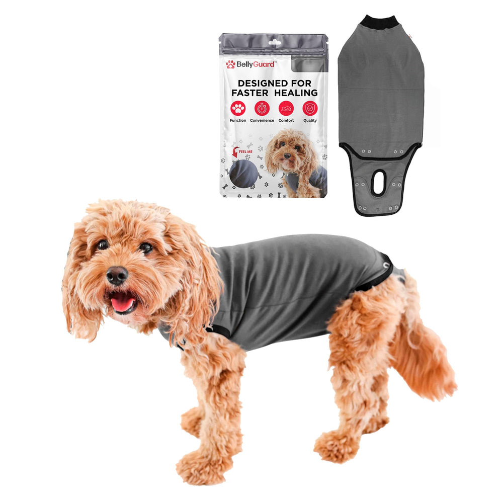BellyGuard dog surgery recovery suit wear shows comfortable post-op coverage for stitches.
