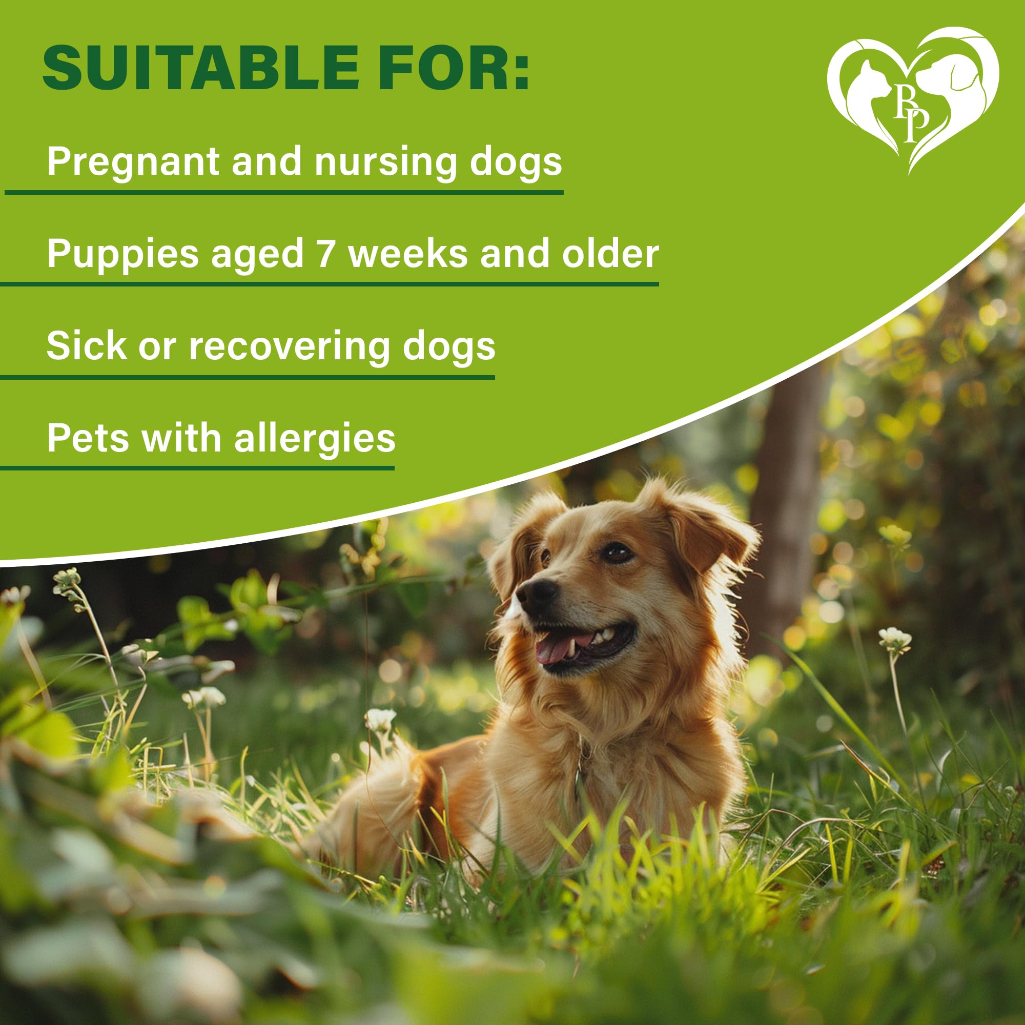Active dog wears the collar during hiking for steady pest-repellent protection.
