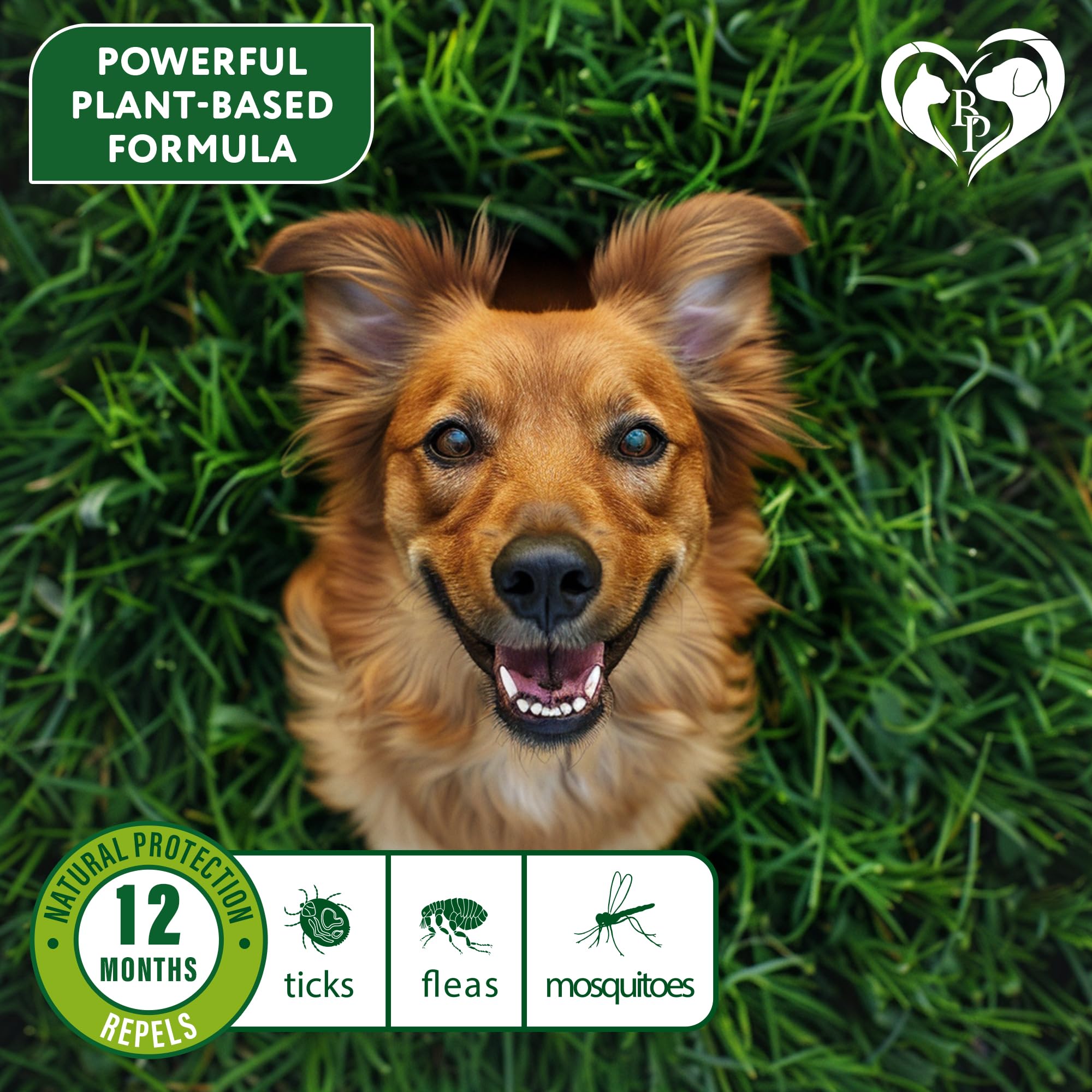 Beloved Pets adjustable collar on a medium dog fits up to 26.5 inches for versatile sizing.