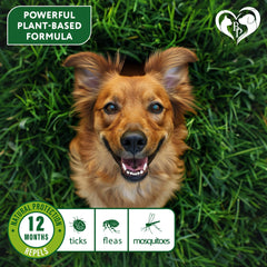 Beloved Pets adjustable collar on a medium dog fits up to 26.5 inches for versatile sizing.