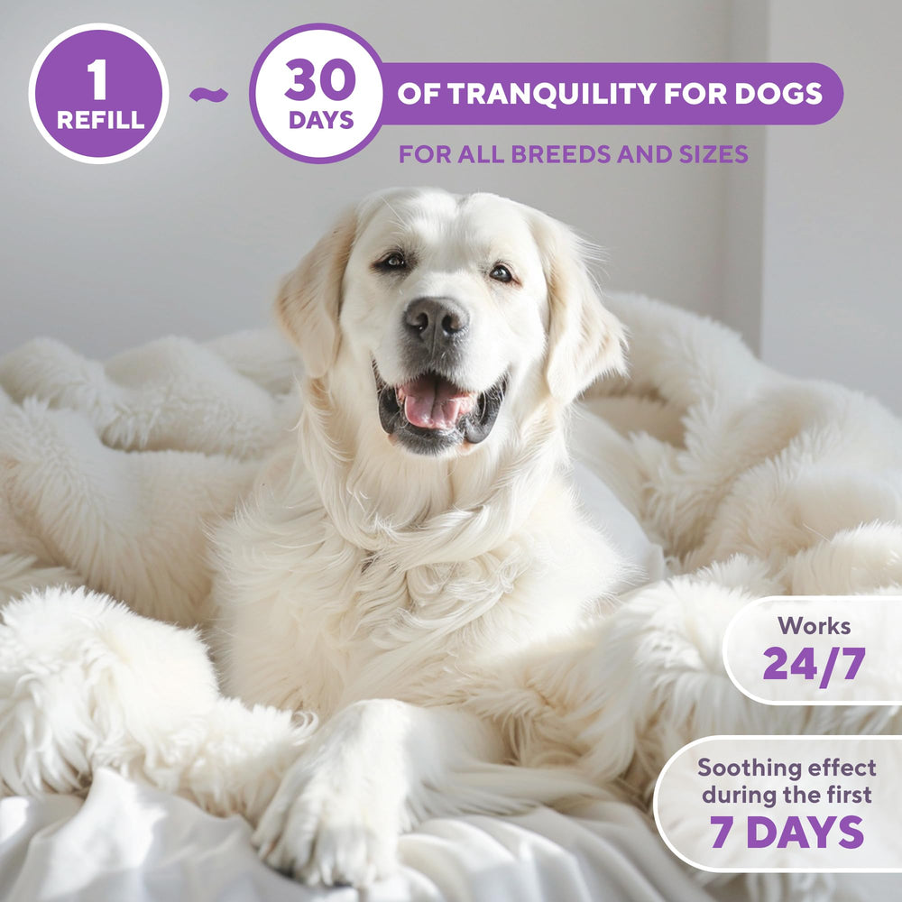 Beloved Pets harmony-focused refill encourages steady routines and reduced marking or scratching.