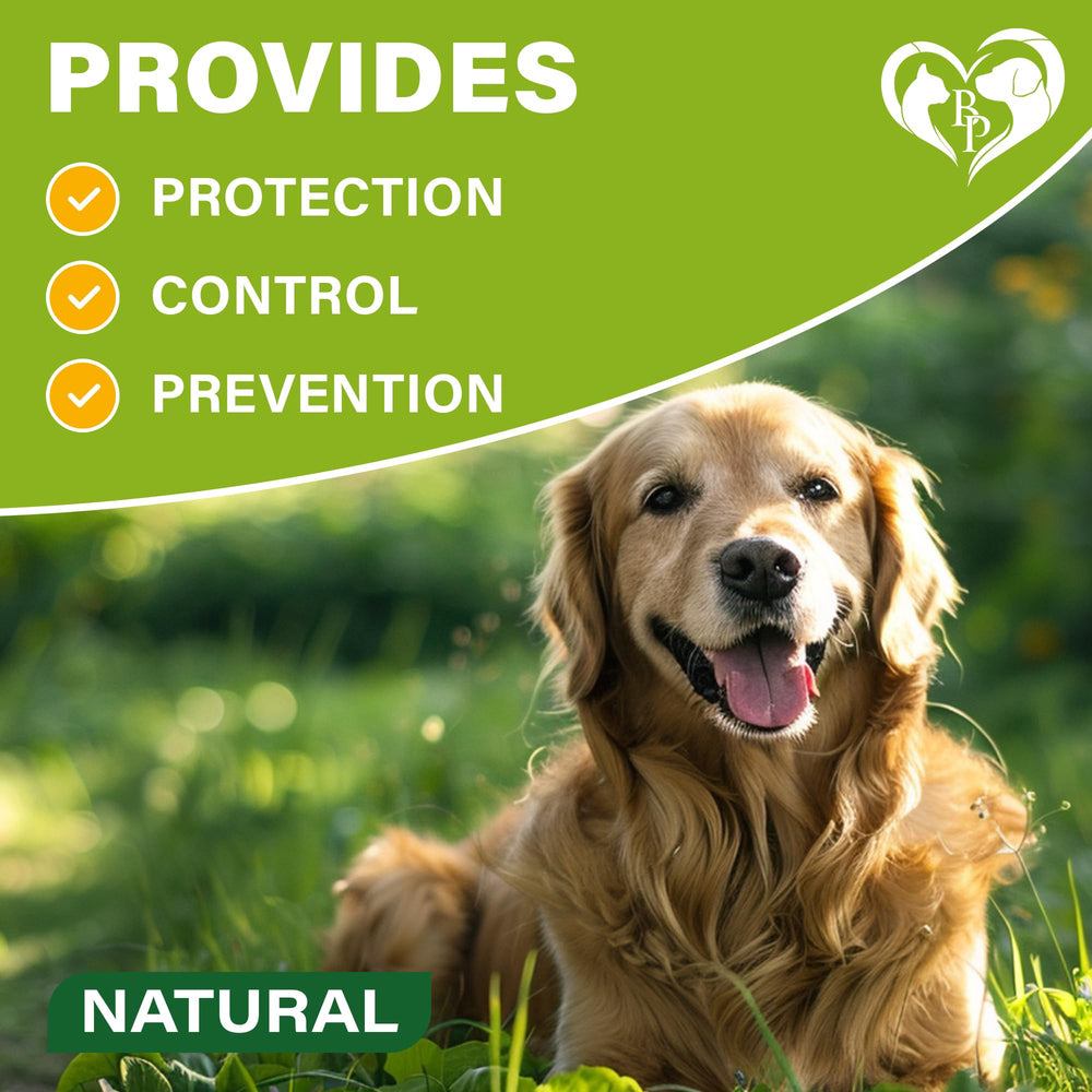 No-mess, no-spray design keeps dogs comfortable while wearing Beloved Pets collar.