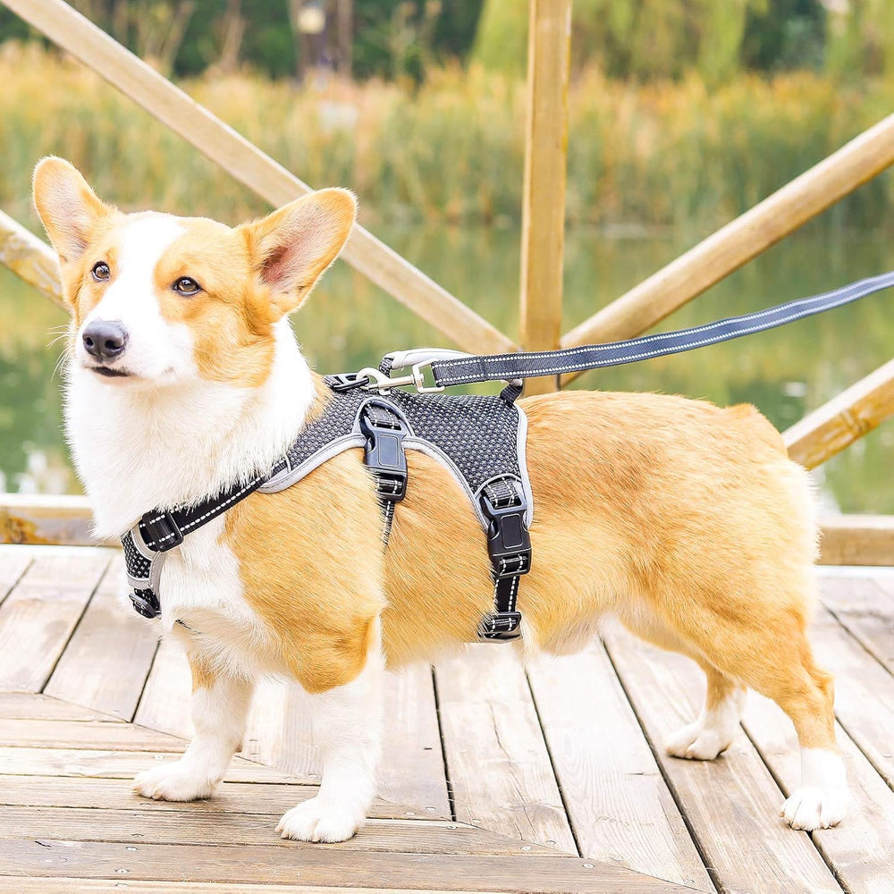 BELPRO breathable inner mesh lining shown against the dog’s skin
