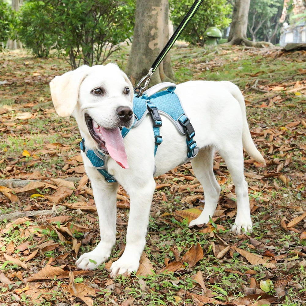 BELPRO blue padded handle on harness supports lifting over obstacles