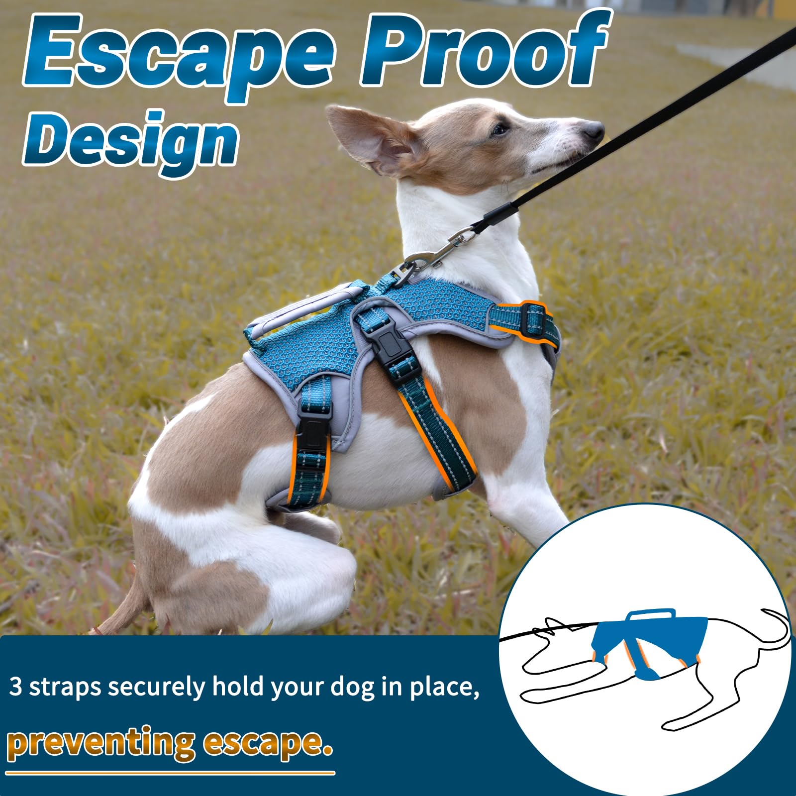 BELPRO multi-use harness blue side view shows secure fit for active dogs.
