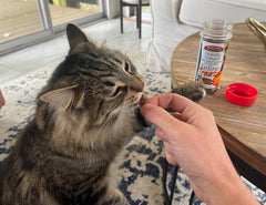 Bench & Field Holistic cat treats clear container view with freshness and easy portioning.