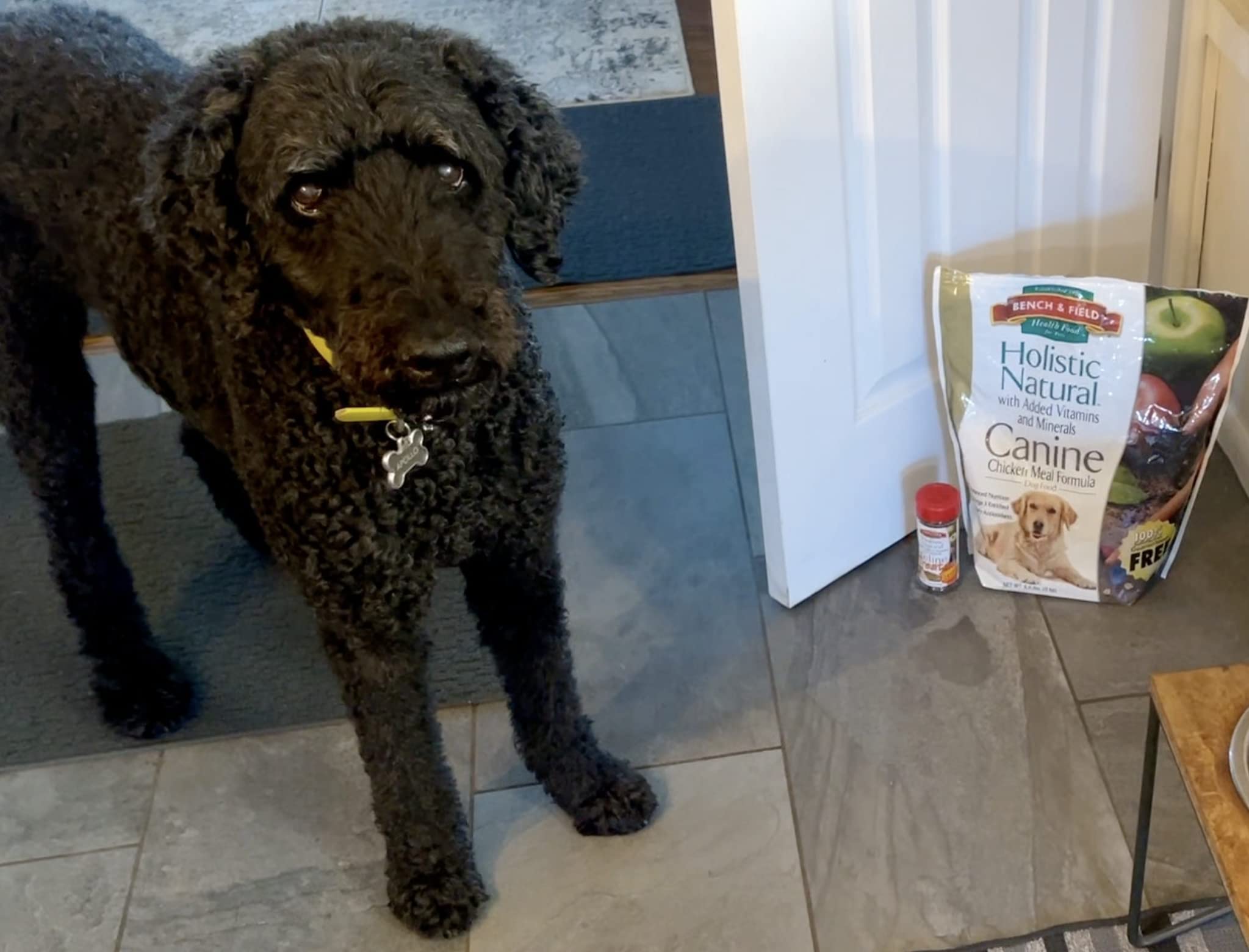 Bench & Field Holistic Natural adult dry dog food in bowls illustrates easy daily feeding setup.