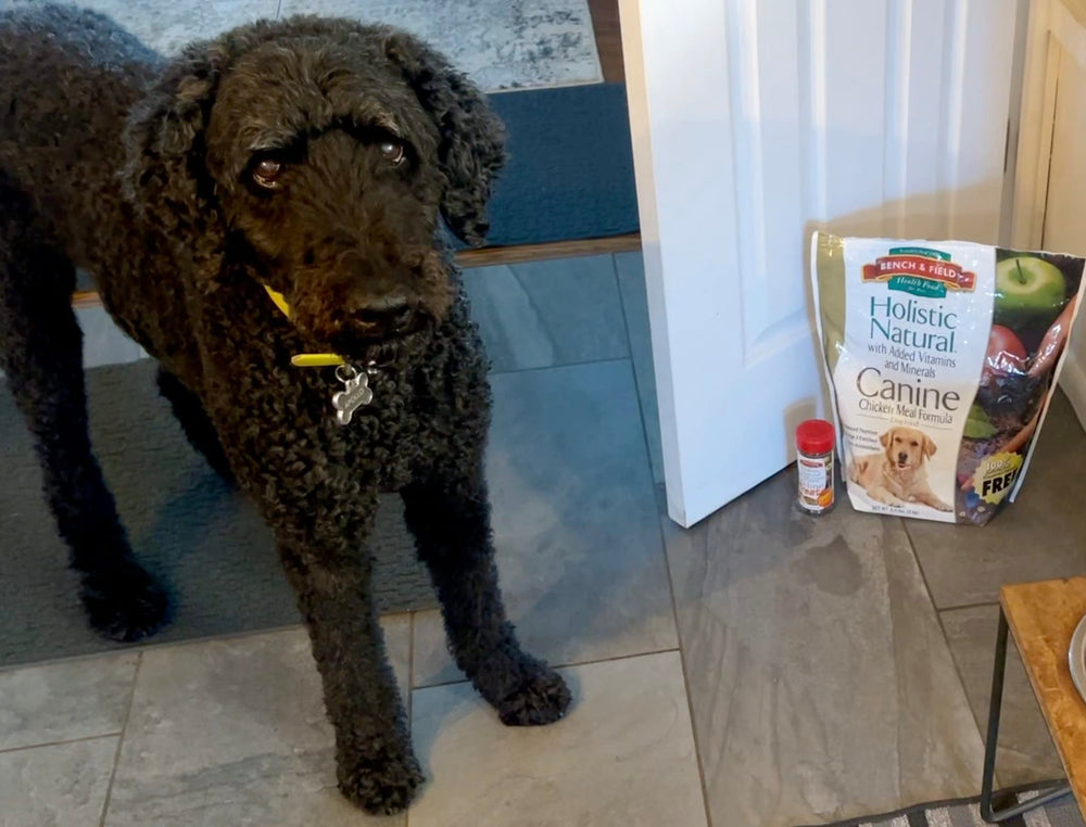 Bench & Field Holistic Natural adult dry dog food in bowls illustrates easy daily feeding setup.