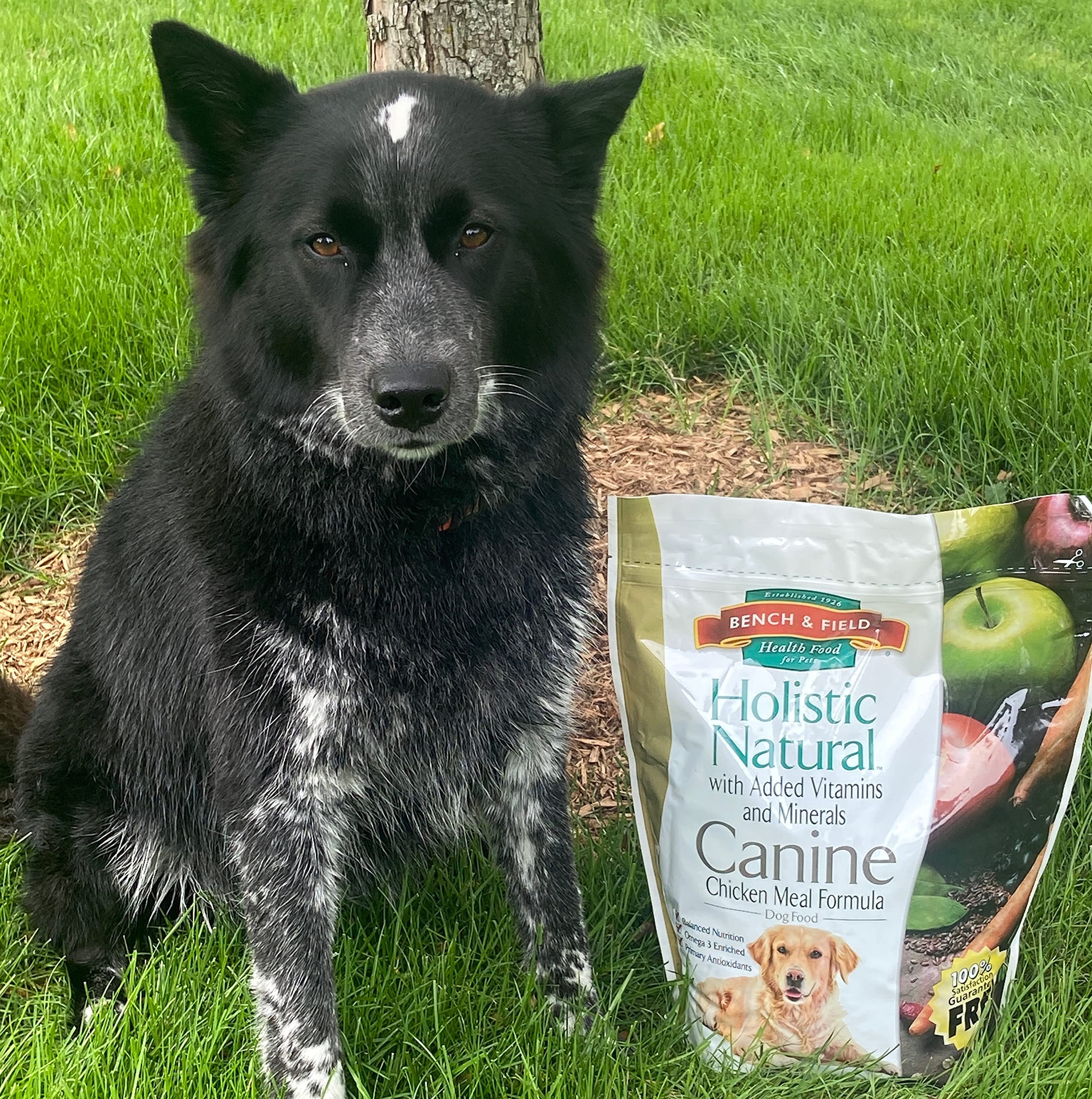 Bench & Field Holistic Natural dog food chicken-meal ingredients emphasizes protein and palatability.