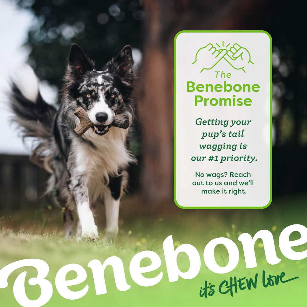 Benebone Bacon Stick in action supports entertaining fetch and bite sessions.