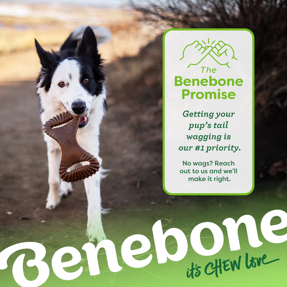 Benebone ideal para sesiones de juego y mordisqueo controlado con perros.