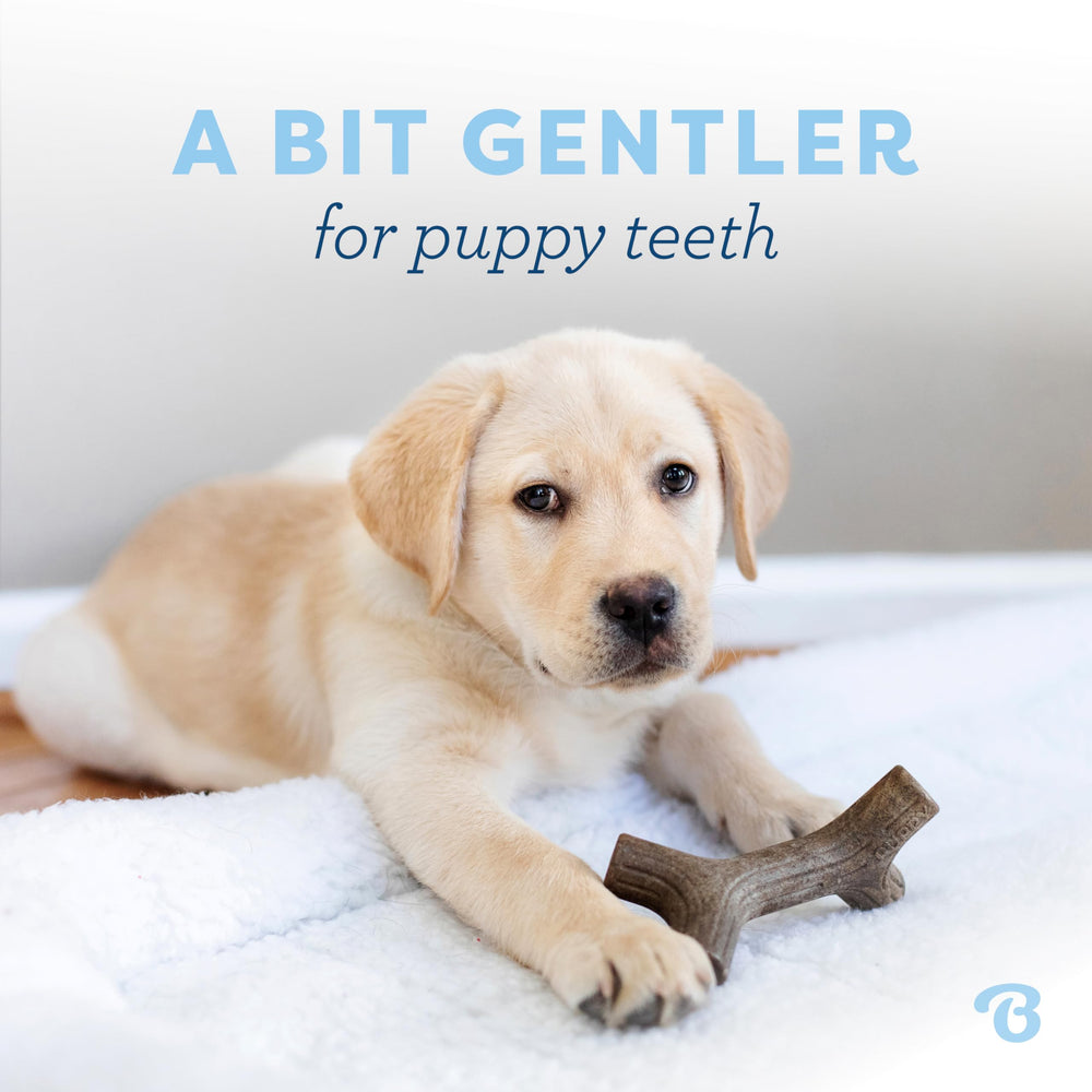 Benebone Puppy Maplestick Zaggler, sabor tocino real para cachorros