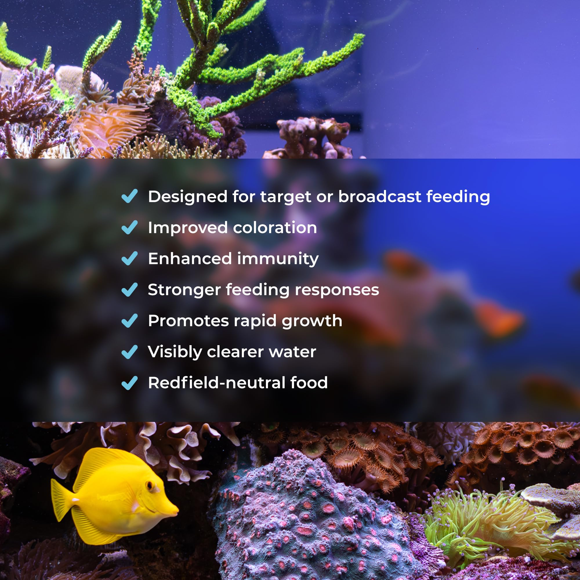 Benepets BeneReef probiotic cultures under microscope illustrate live microbes boosting tank balance